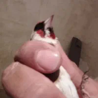 نشاندارچونه