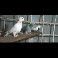 کبوتر پرشی|پرنده|فردیس, فردیس|دیوار