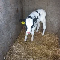 فروش یک راس گوساله شیری