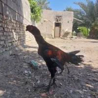 خروس مرغ وجوجه خروس|حیوانات مزرعه|میناب, |دیوار