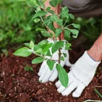 خانم امور ویلا