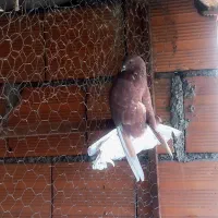 کبوتر پرشی|پرنده|قائمشهر, |دیوار