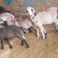 بره ماده نژاد ترکی (بیضا)