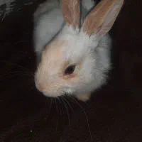 خرگوش|موش و خرگوش|باغ بهادران, |دیوار