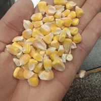 فروش جو وذرت و سویا