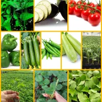 نشاء انواع  صیفی جات،توت فرنگی،نعناع