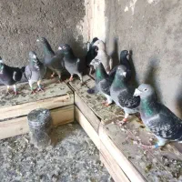 پلاکی اهوازی آلمانی|پرنده|مشهد, مهدی آباد|دیوار