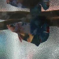 فایتر مولتی کالر ماده