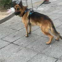 گمشده مژدگانی خوب