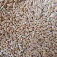 گندم آبی تمیز خریدارم به قیمت کیلویی ۲۲۰۰۰تومان