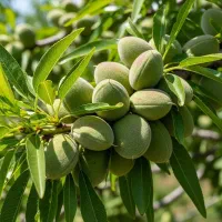 فروش نهال بادام تونو، قیمت مناسب پارس‌آباد