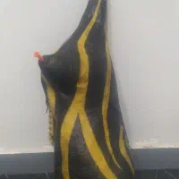 نی انبون