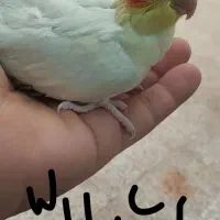 جوجه عروس هلندی