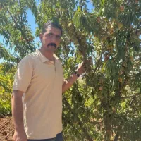 نهالستان سالم نهال تولید انواع نهال بادام