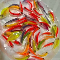 فروش ماهی گیاهخوار|ماهی|مشهد, گوهرشاد|دیوار