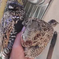 گمشده