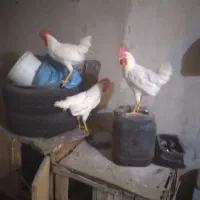 خروس