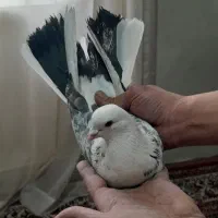 کبوتر پرشی|حیوانات|زنجان, |دیوار