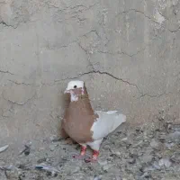 طوق زرد نر|پرنده|مرودشت, رودبال|دیوار