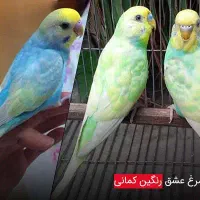 فروش مرغ عشق مولد از همه جا ارزون تره خرید فروش