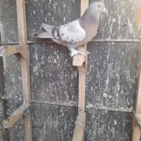 سوسنی‌ماده|پرنده|مرودشت, دولت آباد|دیوار