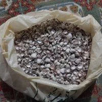 صدف تزئینی|صنایع دستی و سایر لوازم تزئینی|کرج, مصباح|دیوار