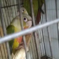 جوجه گرینچیک رام