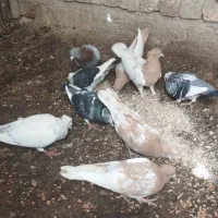 برنامه دیوار