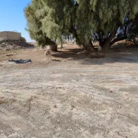 نانوایی آزاد پز خریدار