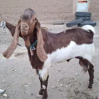 تکه گلابی گوش بلند|حیوانات مزرعه|خواف, |دیوار