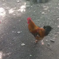 خروس امپراطور