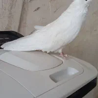کبوترنوک‌قنار