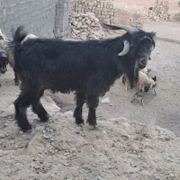 پازن