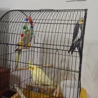 عروس هلندی سخن گو