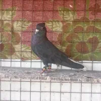 اشعل، کوهی دورگ کاکول،|پرنده|اهواز, پاستوریزه|دیوار