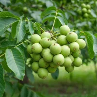 نهال گردو پربار با کیفیت بالا