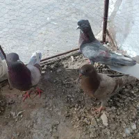 کفتر جفت|پرنده|بم, |دیوار