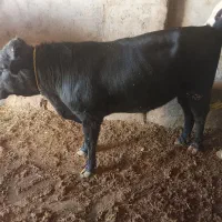 گوساله نر گوشتی