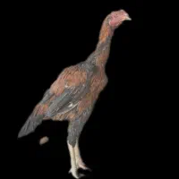 لاری اصیل|حیوانات مزرعه|تربت جام, شهید مدرس|دیوار