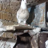 کبوتر طوق|پرنده|سیسخت, |دیوار