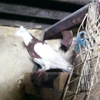 کفتر|حیوانات|مشهد, توس (بلوار توس)|دیوار