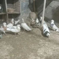 تعدادی کبوتر