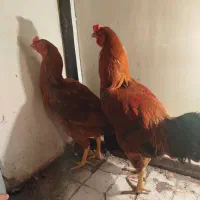 جوجه 6ماهه|حیوانات مزرعه|مشگین شهر, |دیوار