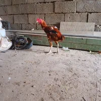 خروس لاری
