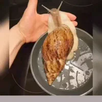 فروش حلزون و تخم حلزون بصورت کیلویی و بسته ای