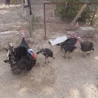 بوقلمون نر و ماده|حیوانات مزرعه|شوشتر, |دیوار