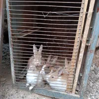 خرگوش|موش و خرگوش|صحنه, |دیوار