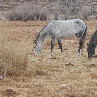 اسب کرد نریان|اسب و تجهیزات اسب‌سواری|دماوند, دماوند|دیوار