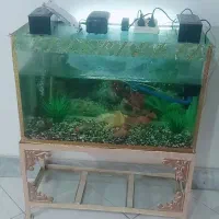 آکواریوم با ماهی جمع و جور و ارزون