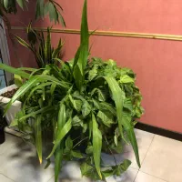 گلدان طبیعی بزرگ|گل و گیاه طبیعی|پاکدشت, پاکدشت (مامازند)|دیوار